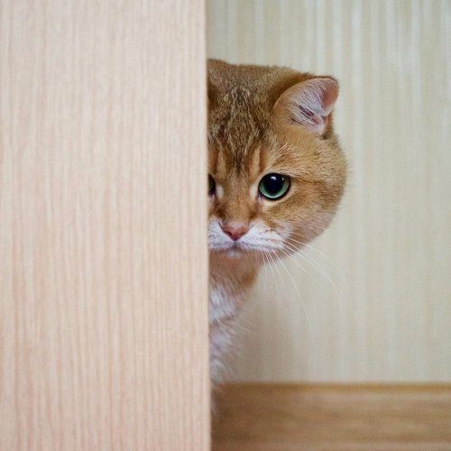 Котик Хосико, которого называют Котом в сапогах в реальной жизни Котик Хосико, которого называют Котом в сапогах в реальной жизни