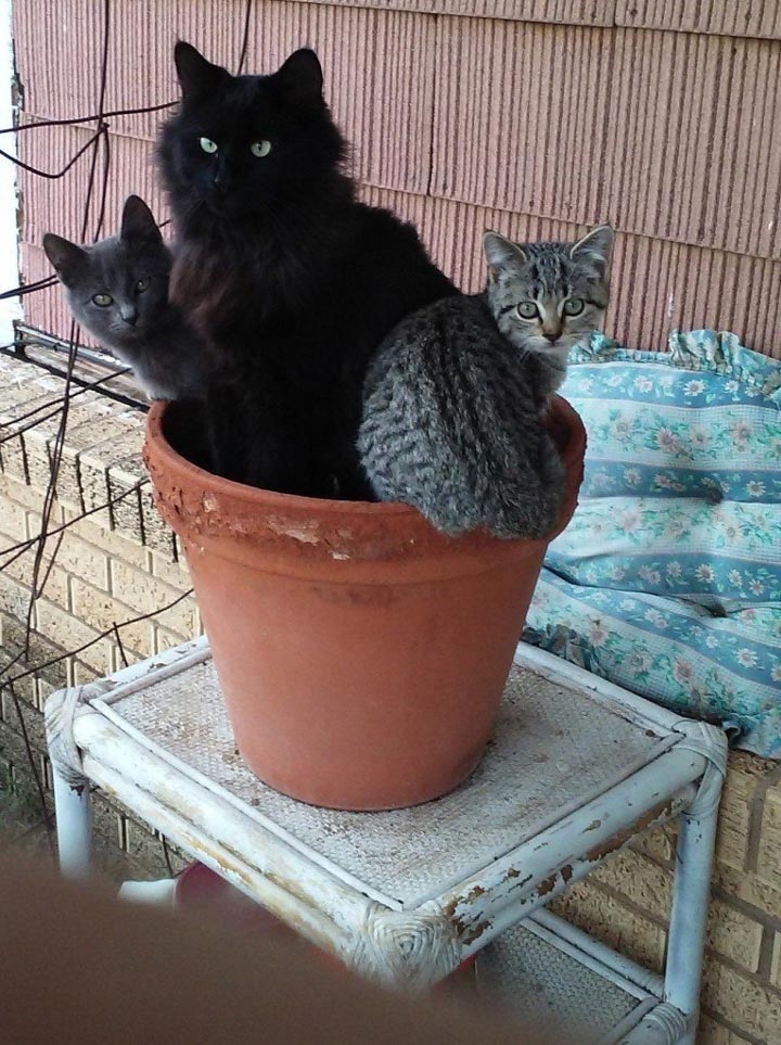 Пришла весна — расцвели коты или 14 смешных котов в цветочных горшках коты в цветочных горшках, расцвели коты, весна расцвели коты