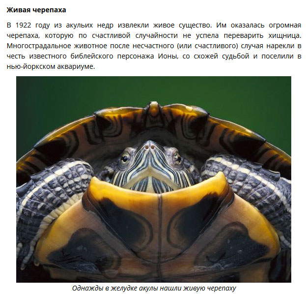 Удивительные находки в желудках акул Удивительные находки в желудках акул