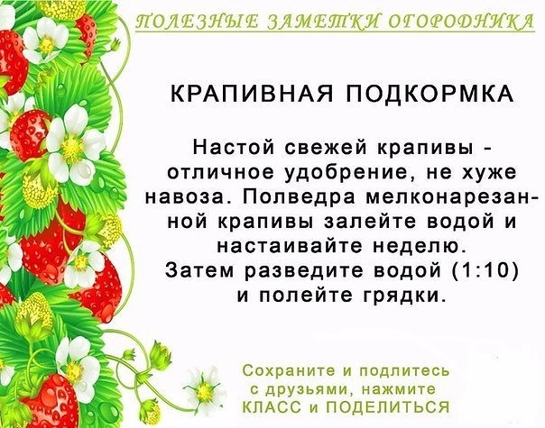 Полезные советы для огородников огород, полезные советы, факты