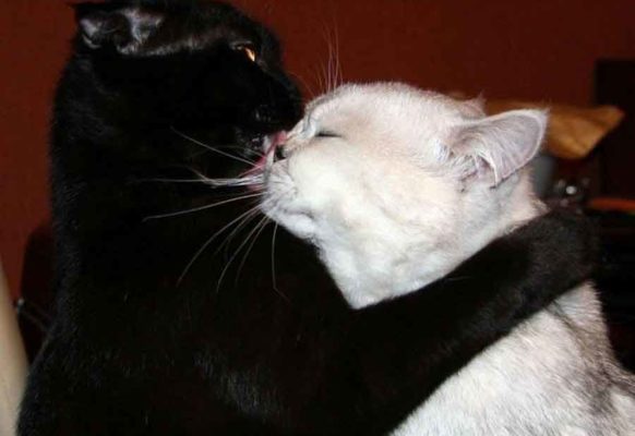 Влюбленные котейки Влюбленные котейки