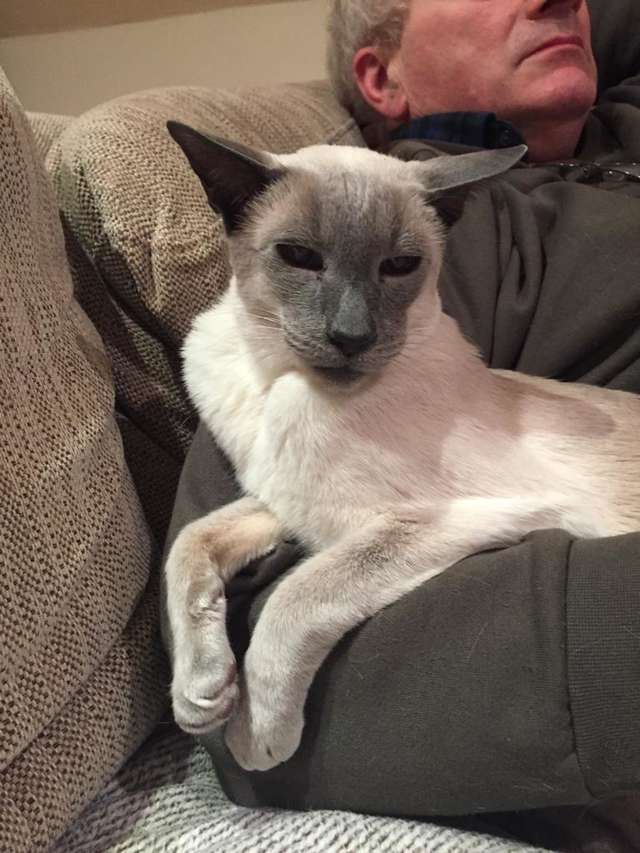 кот требует внимания кот на руках