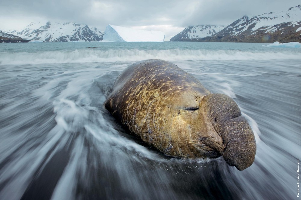 Polar Tales By Paul Nicklen. Part I