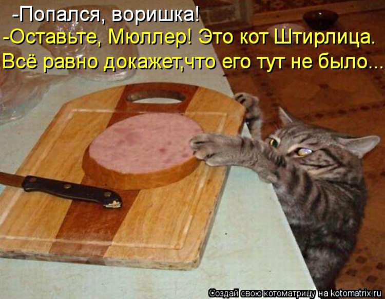 Пятничная котоматрица! Пятничная котоматрица!