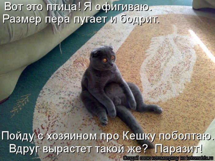 Забавные животные (50 фото) Забавные животные (50 фото)