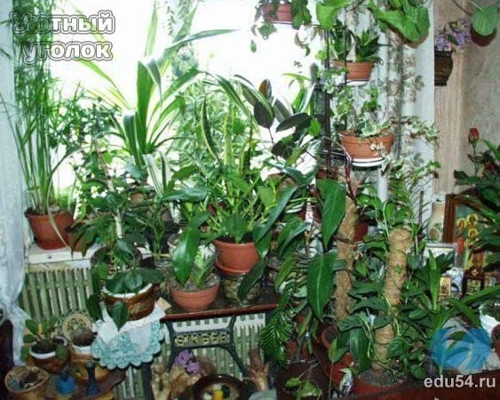 5 комнатных растений, которые должны быть в каждом доме