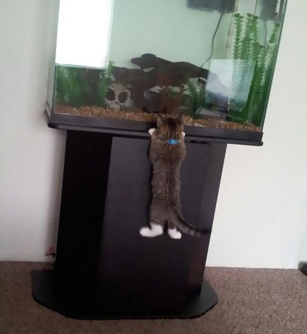Коты, которых поймали на горячем - 45 отчаянных фотографий Коты, которых поймали на горячем - 45 отчаянных фотографий