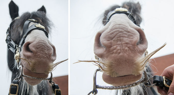 Horse-moustaches