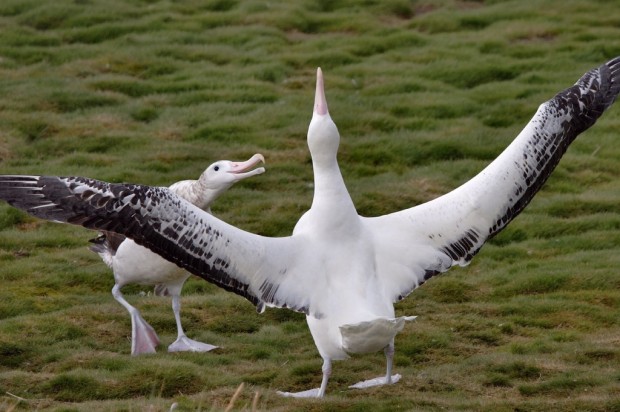 Странствующие альбатросы (лат. Diomedea exulans)(англ. Wandering Albatross)