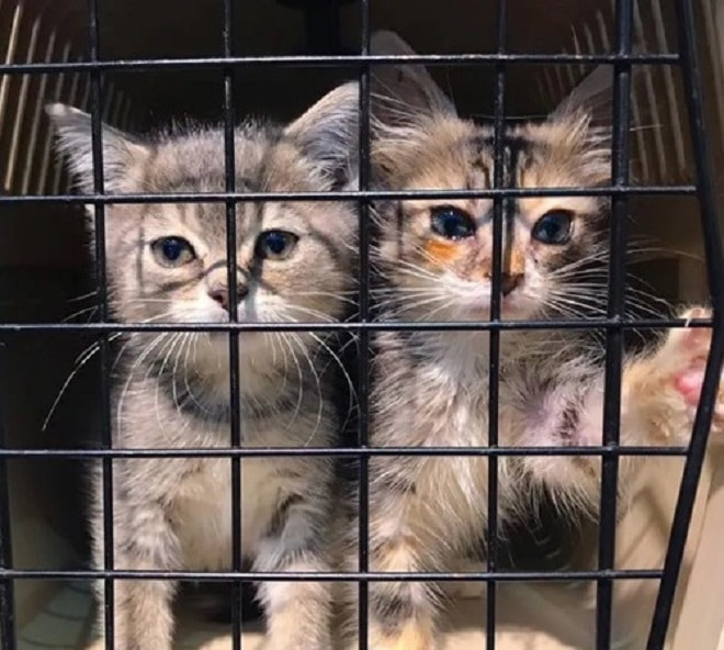 Котята в клетке Котята за решеткой
