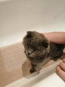 Домашний кот найден на Покровской