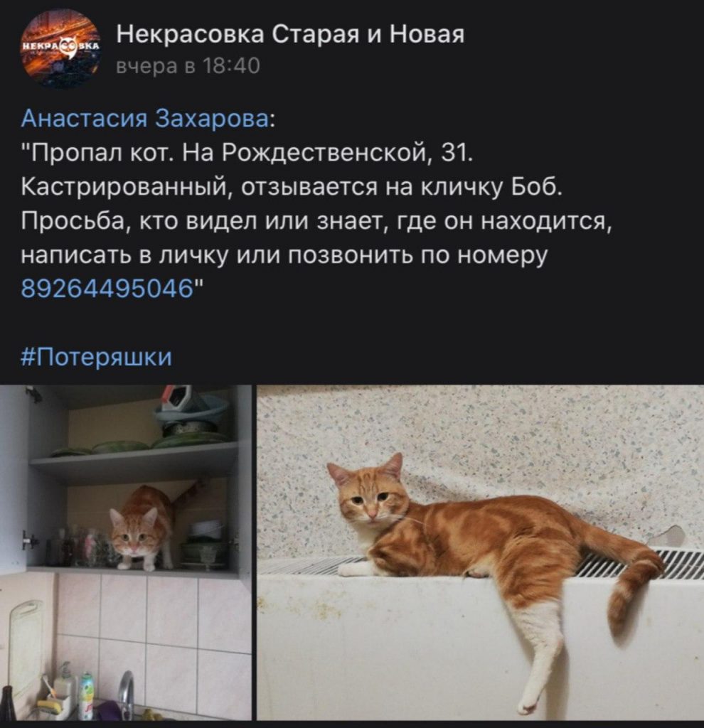Рыжего кота ищут на Рождественской