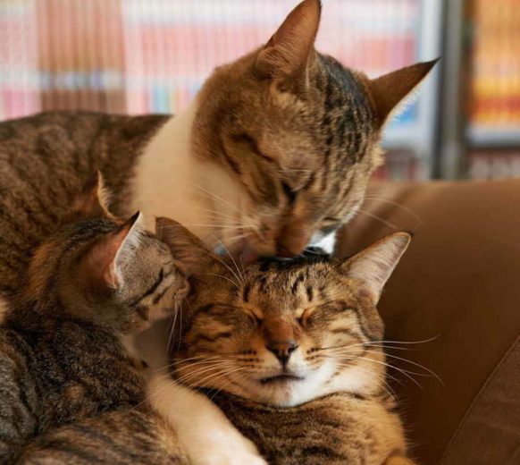 Влюбленные котейки Влюбленные котейки