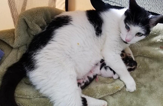 Новорожденные котята Кошка с котятами