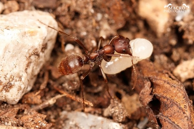 Муравьи-амазонки или муравьи-рабовладельцы (лат. Polyergus) (англ. Amazon ants)