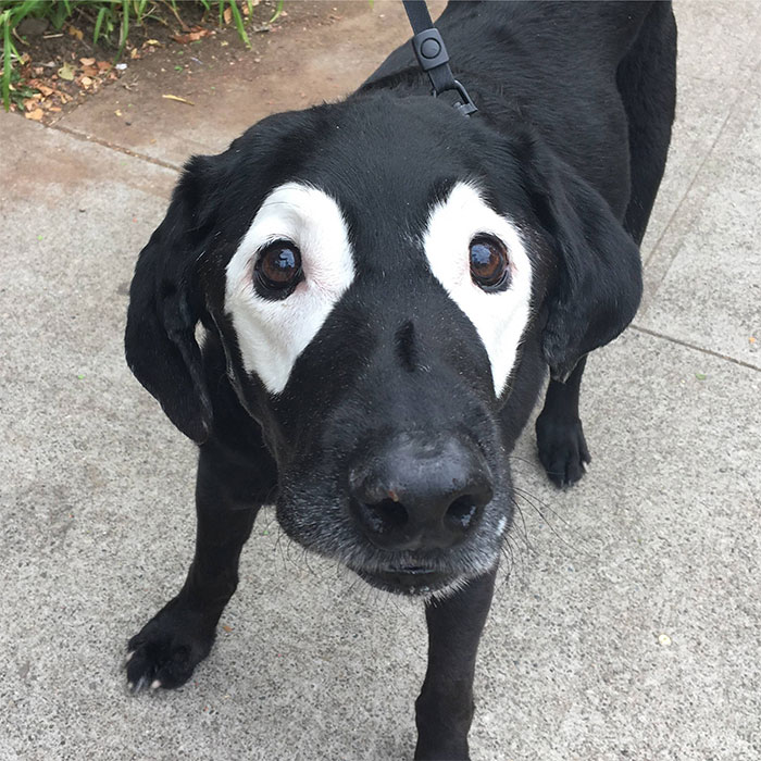 Vitiligo Animal