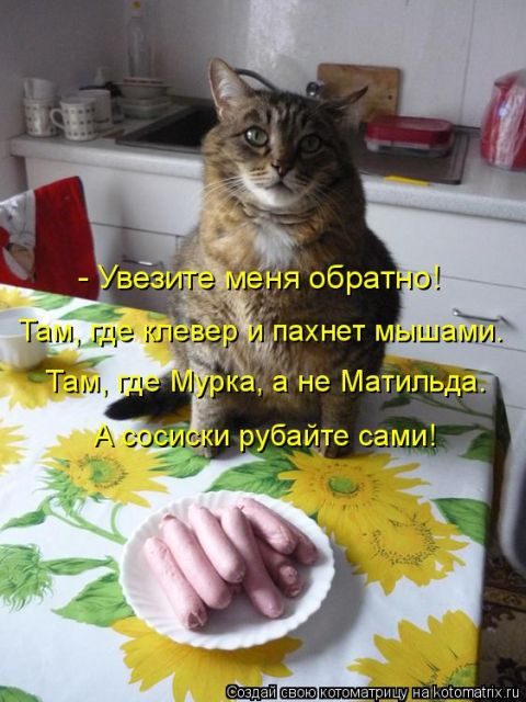 Самые смешные котоматрицы за прошедшую неделю