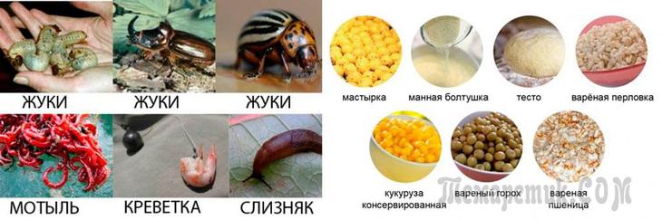 лучшие наживки ловли карася лучшие наживки ловли карася