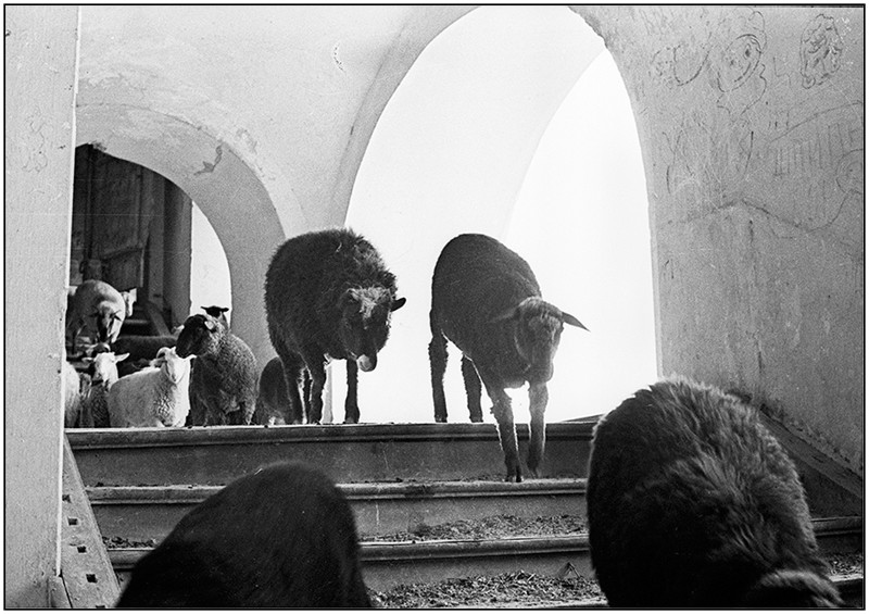 Щемящие сердце советские фотографии Владимира Ролова люди, фотограф