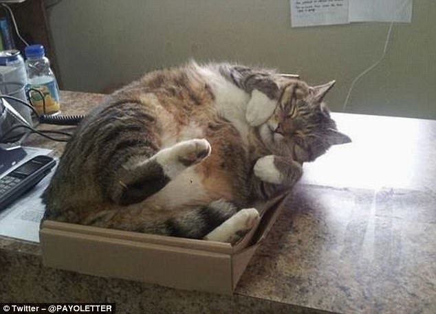 Кошки и коробки