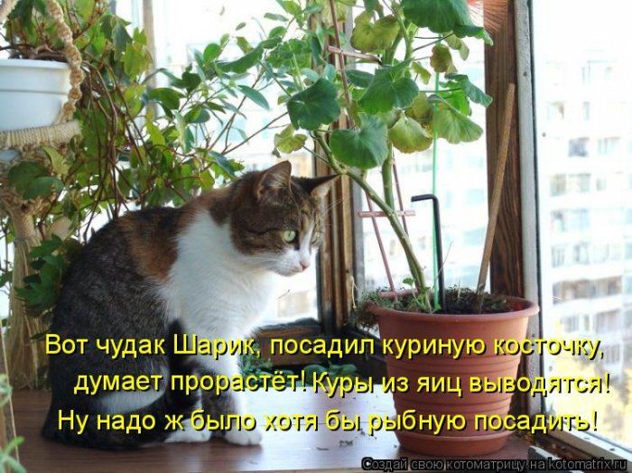 Котоматрицы :)
