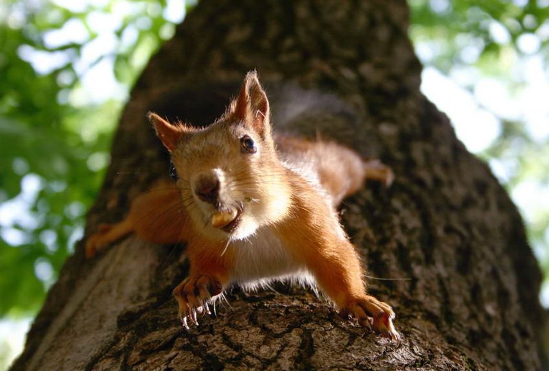 Великолепные моменты из мира животных (60 фото) Великолепные моменты из мира животных (60 фото)