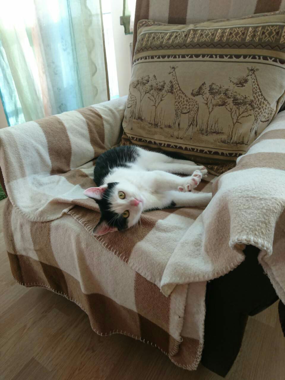 Я стала другом для Кота... Я стала другом для Кота...