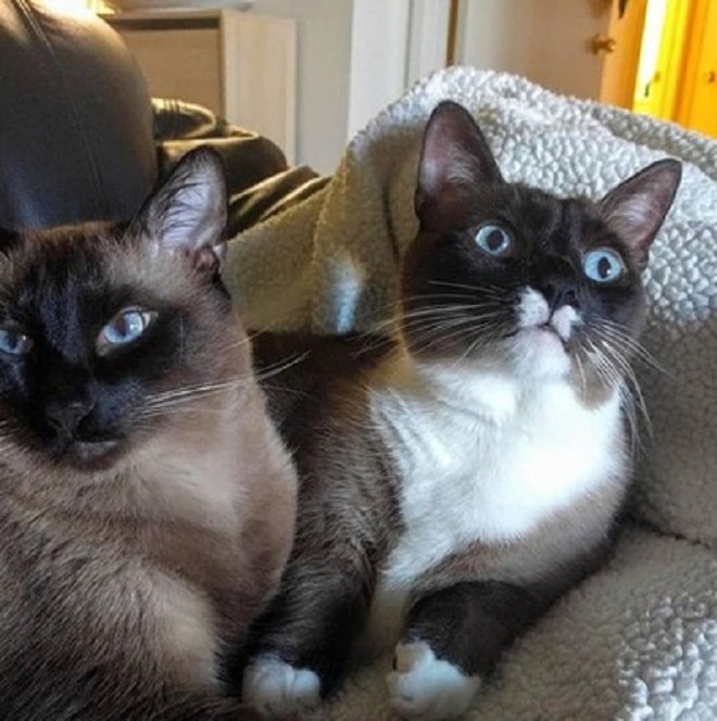 Забавные коты Коты лежат