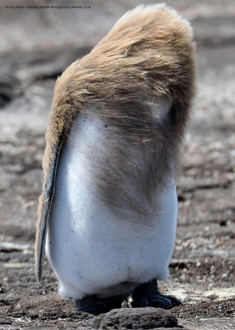 Финалисты конкурса Comedy Wildlife Photography Awards: самые забавные фотки из мира дикой природы за 2019 год Фотография, Дикая природа, Животные, Птицы, Длиннопост