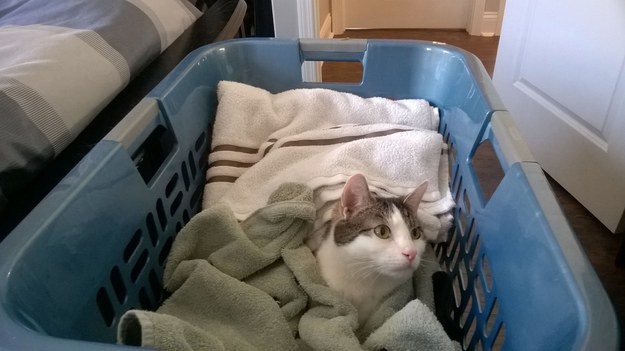 кошки которые сидят где хотят