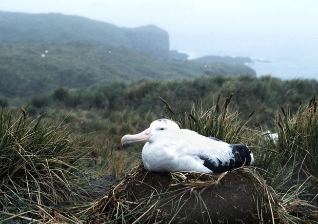 Странствующие альбатросы (лат. Diomedea exulans)(англ. Wandering Albatross)