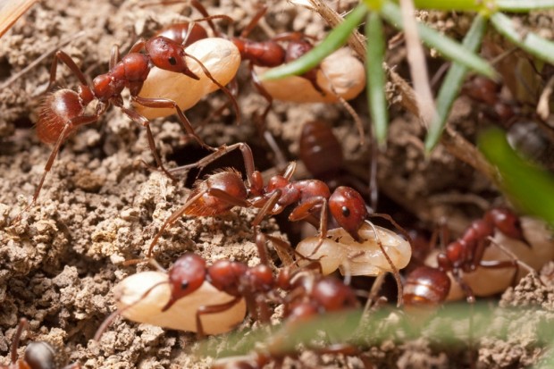 Муравьи-амазонки или муравьи-рабовладельцы (лат. Polyergus) (англ. Amazon ants)