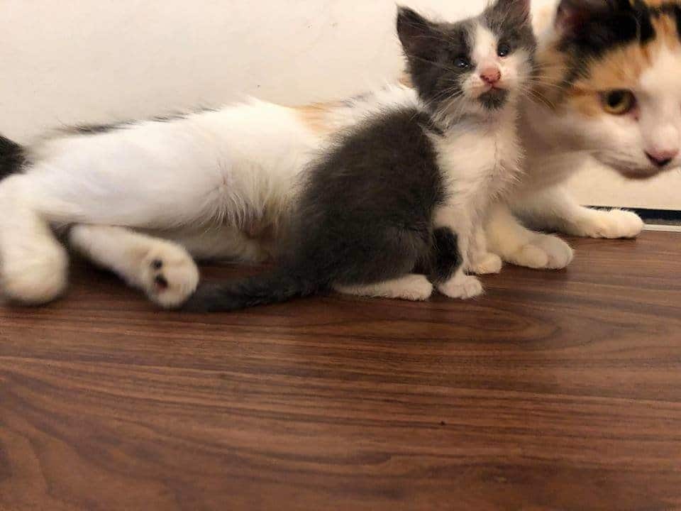 люди помогли кошке с котятами кошка и котенок в доме