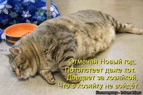 Свежая котоматрица (21 фото)