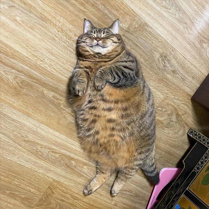 11 милых фото кота Мангго, которого так и хочется потискать