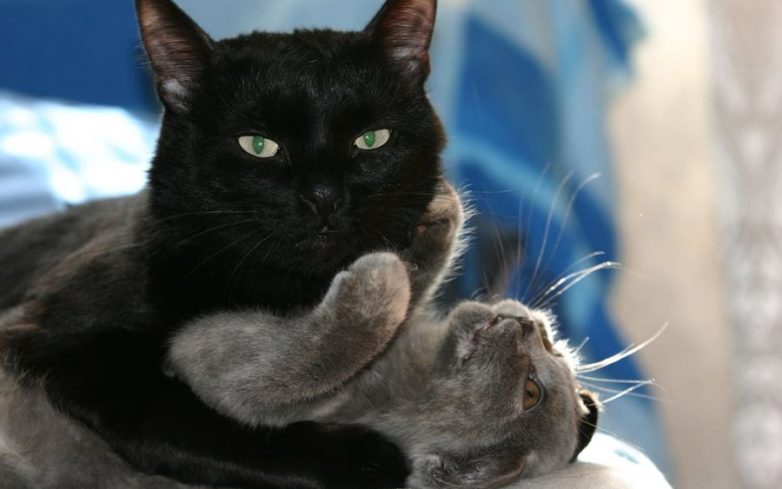 Влюбленные котейки Влюбленные котейки