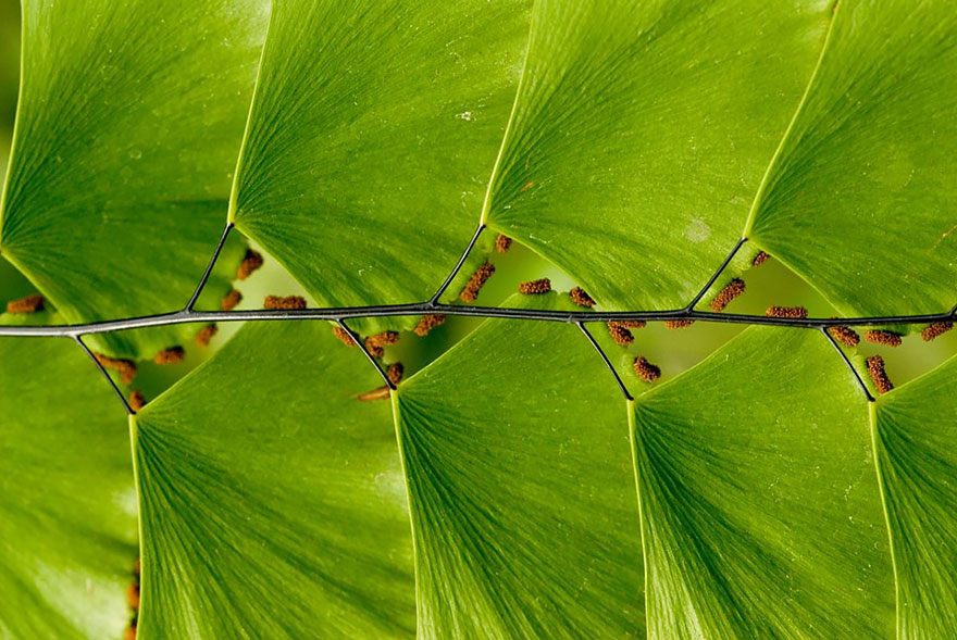 Perfect-Geometric-Patterns-In-Nature17__880