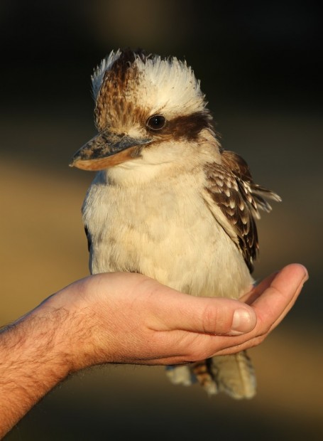 Смеющаяся кукабарра или зимородок-великан (лат. Dacelo novaeguineae/Dacelo gigas) (англ. Laughing  Kookaburra)