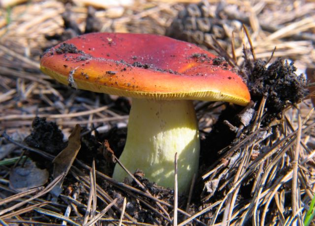 Лечение грибами — лекарство в корзинке