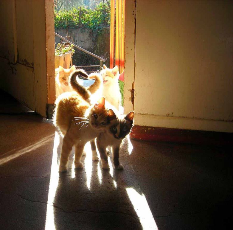 Влюбленные котейки Влюбленные котейки