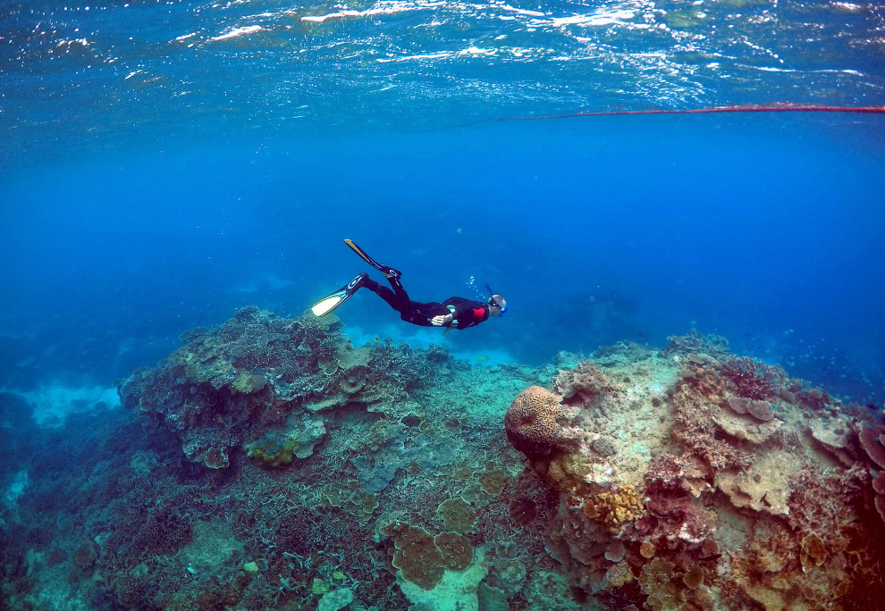 На Большом барьерном рифе обитает около 1 500 видов морских рыб