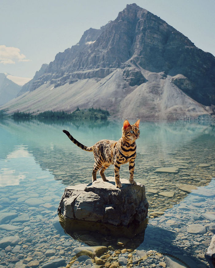 Adventures-suki-the-cat-canada