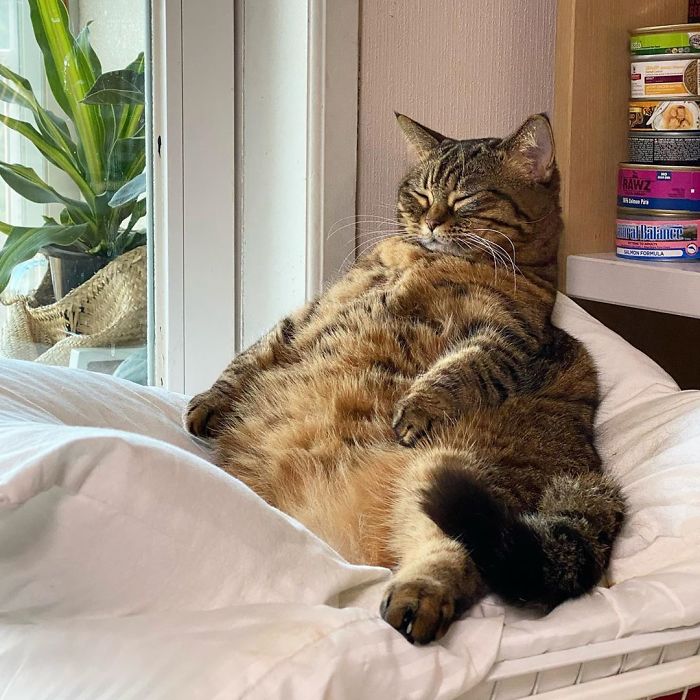 11 милых фото кота Мангго, которого так и хочется потискать