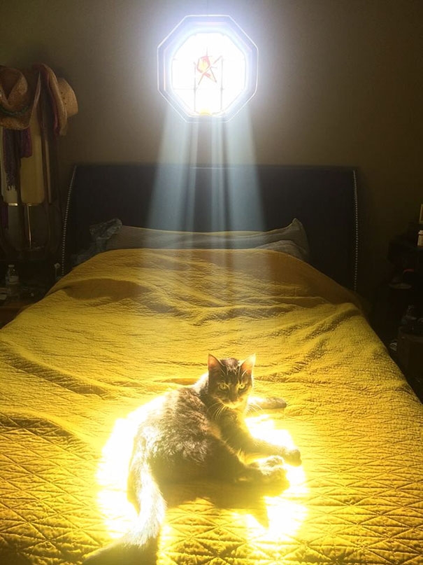 20 кошек, которые любят тепло больше, чем кто-либо кошки которые любят тепло, кошки и солнце