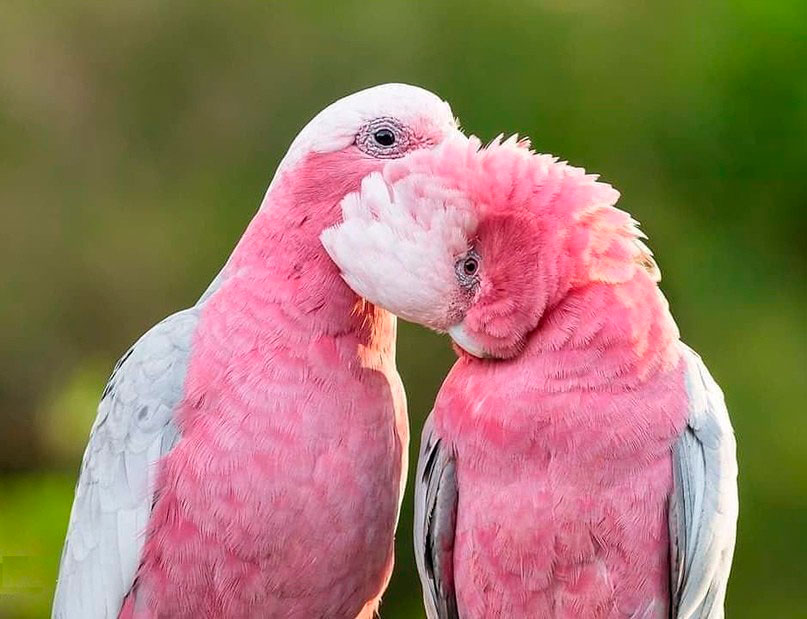 Розовый какаду или гала — птица семейства какаду. Единственный вид рода.