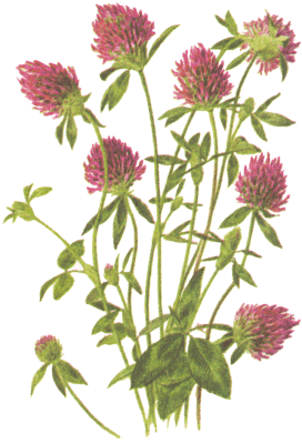 //img0.liveinternet.ru/images/attach/c/0/121/33/121033478_trifolium_pratense.gif