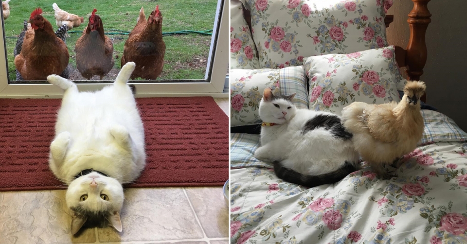 кот и курица