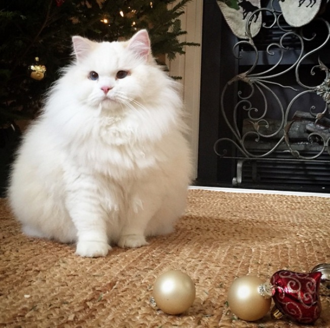 Без кота и жизнь не та