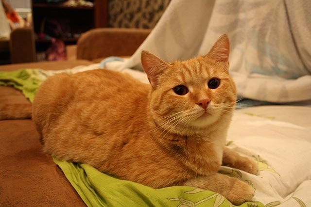 Месть кота Месть кота животные, коты, прикол