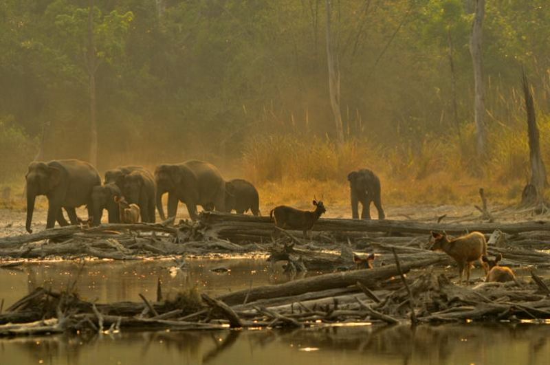 elephant2     Phu Khieo